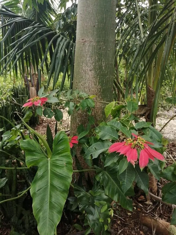 Jungle Oasis Villa Tulum Holiday home